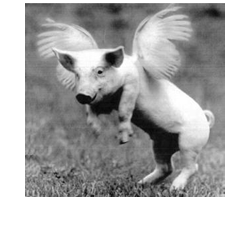 pig_with_wings_ii.png